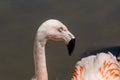 A Chilean flamingo, Phoenicopterus chilensis at Jersey zoo