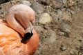 A Chilean flamingo, Phoenicopterus chilensis at Jersey zoo