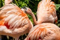 A Chilean flamingo, Phoenicopterus chilensis at Jersey zoo