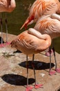 A Chilean flamingo, Phoenicopterus chilensis at Jersey zoo.