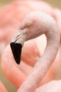 Head and neck of captive Chilean Flamingo Phoenicopterus chilensis. San Francisco Zoo, California.