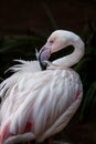 Looking for something. Funny birds portrait.