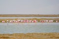 Chilean flamingo, Phoenicopterus Chilensis, Salt Lake Surire, Chile South America