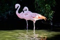 Chilean Flamingo Phoenicopterus chilensis a tall pink water bird Royalty Free Stock Photo