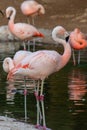 A Chilean flamingo Phoenicopterus chilensis walks through a pond of water. Native to South America in Chili, Brazil, Argentina,