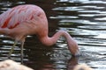 A Chilean flamingo Phoenicopterus chilensis walks through a pond of water. Native to South America in Chili, Brazil, Argentina,