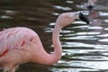 A Chilean flamingo Phoenicopterus chilensis walks through a pond of water. Native to South America in Chili, Brazil, Argentina,