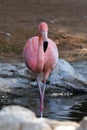 A Chilean flamingo Phoenicopterus chilensis walks through a pond of water. Native to South America in Chili, Brazil, Argentina,