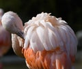 Chilean Flamingo preening Royalty Free Stock Photo