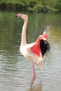 Chilean Flamingo Royalty Free Stock Photo