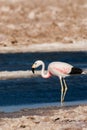 Chilean Flamingo in Salar de Atacama