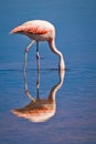 Chilean flamingo sink his head in a lagoon