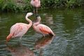 Chilean Flamingo