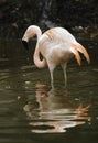 Chilean Flamingo