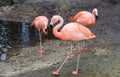 Chilean flamingo walking in the sand with other flamingos in the background, near threatened tropical birds from America Royalty Free Stock Photo