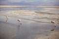 The Chilean flamingos at the Chaxa Lagoon, Chile