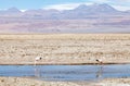 The Chilean flamingos at the Chaxa Lagoon, Chile Royalty Free Stock Photo