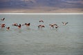 Chilean Flamingos in Flight