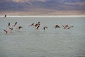 Chilean Flamingos in Flight