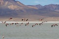 Chilean Flamingos in Flight