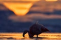 Chilean flamingos, Phoenicopterus chilensis, nice pink big birds with long necks, dancing in water. Animals in the nature habitat Royalty Free Stock Photo