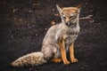 Chilean fox sitting on the mountain