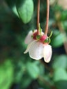 Chilean guava flower