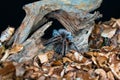 Chilean hair rose tarantula Grammostola rosea Royalty Free Stock Photo