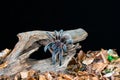 Chilean hair rose tarantula Grammostola rosea Royalty Free Stock Photo