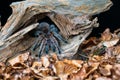 Chilean hair rose tarantula Grammostola rosea Royalty Free Stock Photo