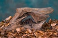 Chilean hair rose tarantula Grammostola rosea Royalty Free Stock Photo