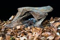 Chilean hair rose tarantula Grammostola rosea Royalty Free Stock Photo