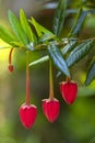 Chilean Lantern Tree Royalty Free Stock Photo