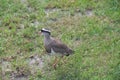 Chilean lapwing walking on green grass, seen from above Royalty Free Stock Photo