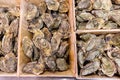 Chilean oyster in big boxes