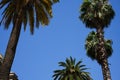 Chilean Palmtrees against a clear blue sky Royalty Free Stock Photo