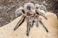 Chilean pink tarantula on a rock dark background Royalty Free Stock Photo