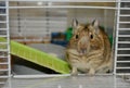 chilean squirrel degu