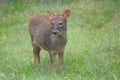 Chilean Pudu - Pudu puda Royalty Free Stock Photo