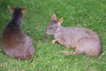Chilean Pudu - Pudu puda Royalty Free Stock Photo