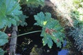 Chilean rhubarb also known as Brazilian rhubarb Royalty Free Stock Photo