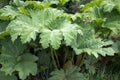 Chilean Rhubarb Royalty Free Stock Photo