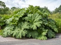 Chilean rhubarb, Gunnera tinctoria, growing in a garden Royalty Free Stock Photo