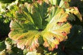 Chilean rhubarb leaf also known as Brazilian rhubarb Royalty Free Stock Photo