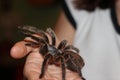 Chilean Rose Hair Tarantula Royalty Free Stock Photo