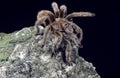 Chilean Rose Haired Tarantula, grammostola gala