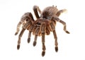 Chilean Rose Spider Royalty Free Stock Photo