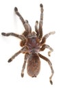 Chilean Rose Spider Royalty Free Stock Photo