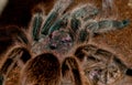 Chilean Rose Tarantula