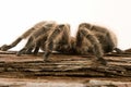 Chilean Rose Tarantula Royalty Free Stock Photo